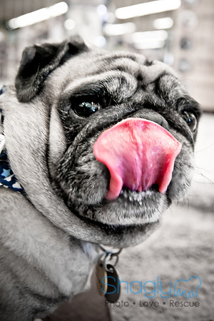 DFW Pug Rescue-23