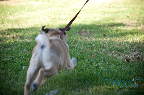 PugOWeen-3844