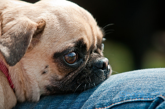 Pug Love Fun Run-177