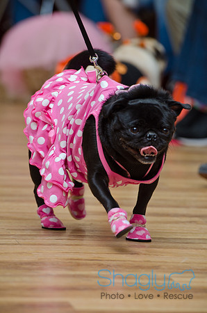 PugOween-144