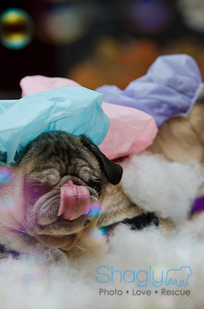 PugOween-176