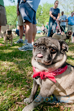 pugapalooza2011-39