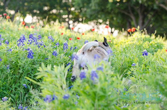 Bluebonnets Pug and Bulldog-30