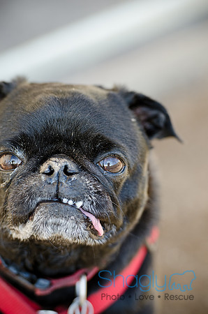 DFW Pug Rescue Boarding Bungalow-25