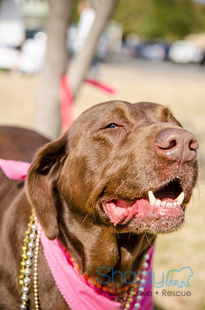 Krewe of Barkus 2012-318