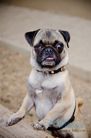 DFW Pug Rescue-The Boarding Bungalow-14