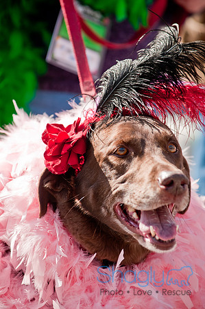 Krewe of Barkus 2011-125