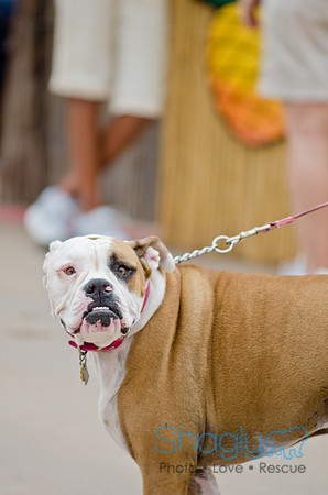 Wags and Waves 2011-50