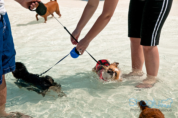 Wags and Waves-453