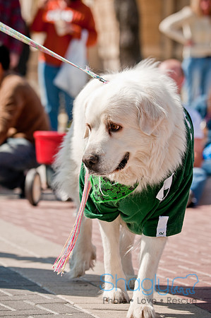 Krewe of Barkus 2011-126