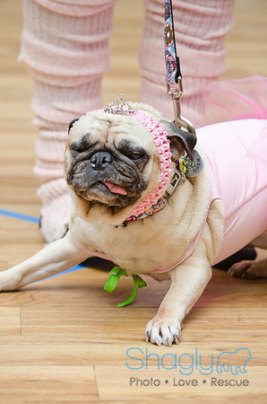 PugOween-108