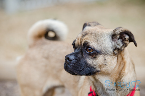 DFW Pug Rescue-The Boarding Bungalow-3