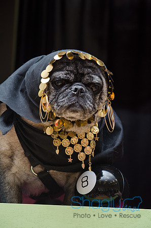 PugOween-100