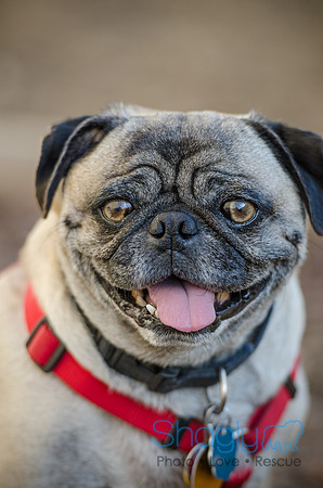 DFW Pug Rescue Boarding Bungalow-17