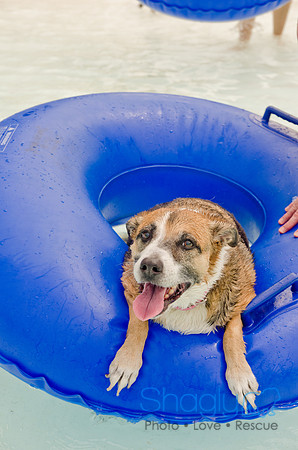 Wags and Waves 2011-313