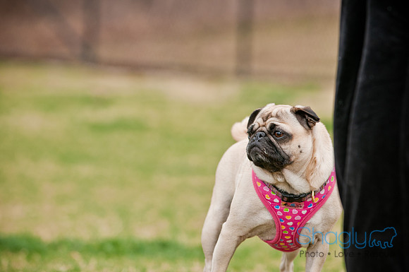 Pug Love Fun Run-129