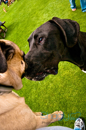 Dog Bowl 2010-101