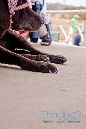 Wags and Waves 2011-403