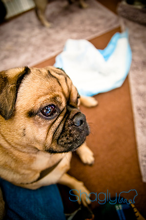 DFW Pug Rescue-54