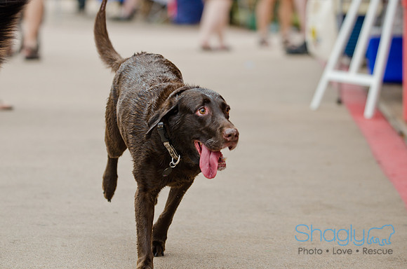 Wags and Waves 2011-46