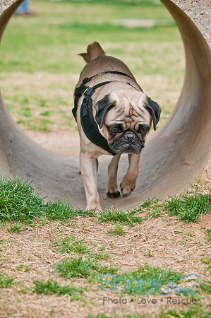 Pug Love Fun Run-108
