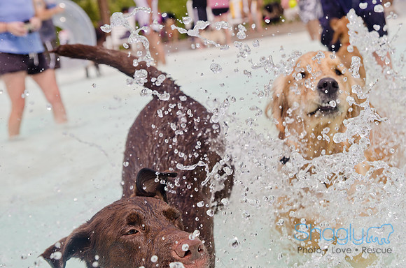 Wags and Waves 2011-262