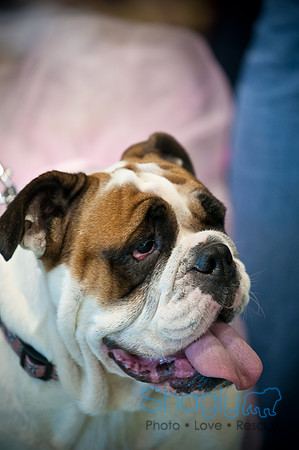 PugOWeen-3726