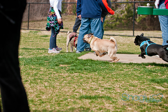 Pug Love Fun Run-151