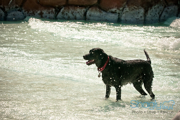 Wags and Waves-168
