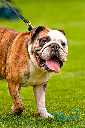 Dog Bowl 2010-77