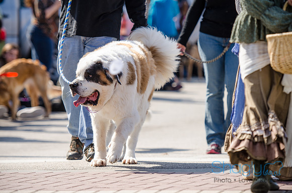 Krewe of Barkus 2012-166