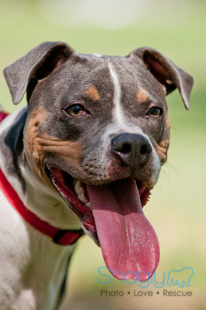 Dog Days of Denton 2011-11