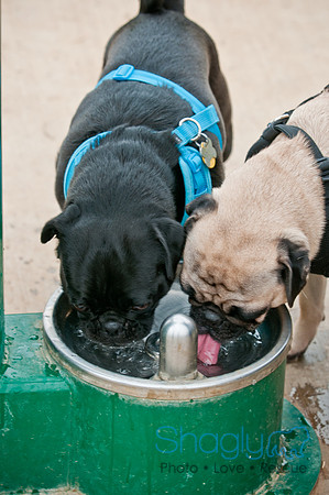 Pug Love Fun Run-116