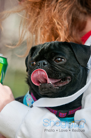 Pug Love Fun Run-161