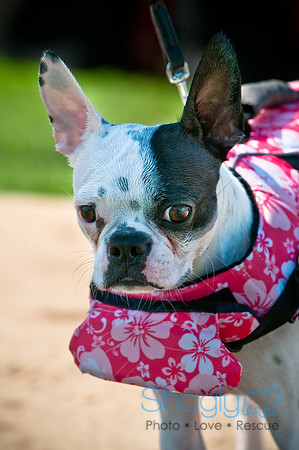 Wags and Waves-136