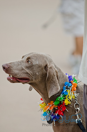 Wags and Waves 2011-51