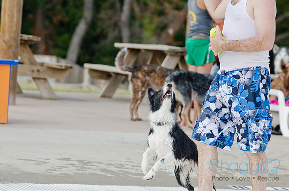 Wags and Waves 2011-484