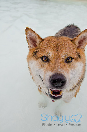 Wags and Waves 2011-216