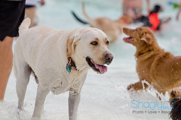 Wags and Waves 2011-138