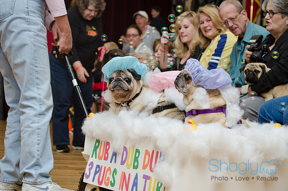 PugOween-179