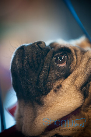 PugOWeen-2704
