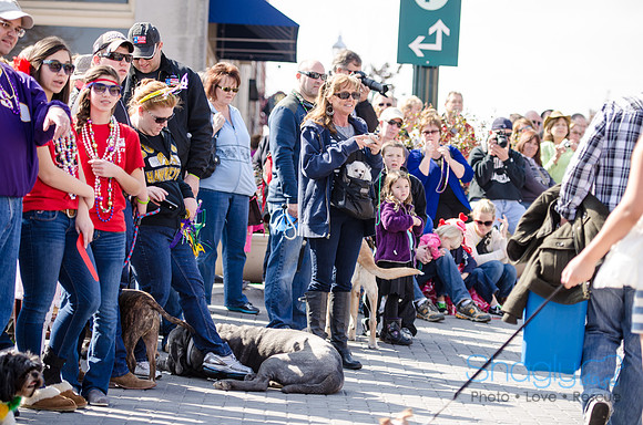 Krewe of Barkus 2012-280