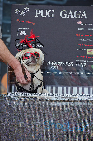 PugOween-81