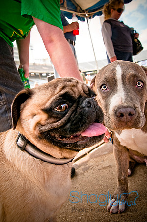 Dog Bowl 2010-114