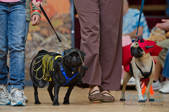 PugOween-23