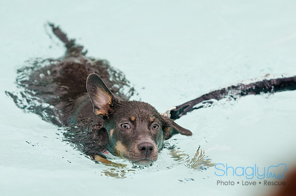 Wags and Waves 2011-122
