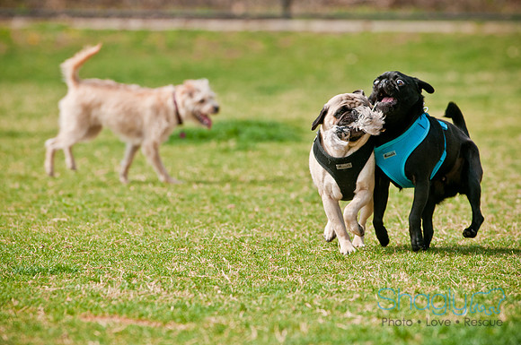 Pug Love Fun Run-156