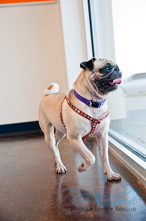 DFWpugrescue-liveattheboardingbugalow-13