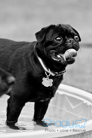 Dog Bowl 2010-86