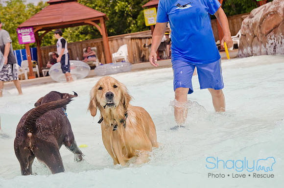 Wags and Waves 2011-260